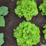 La lotta biologica: ecco alcuni consigli utili per il proprio orto