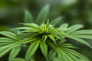Marijuana legale, tutti i benefici per la salute