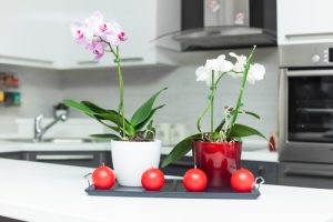 Arredare casa con le orchidee: tante idee e spunti