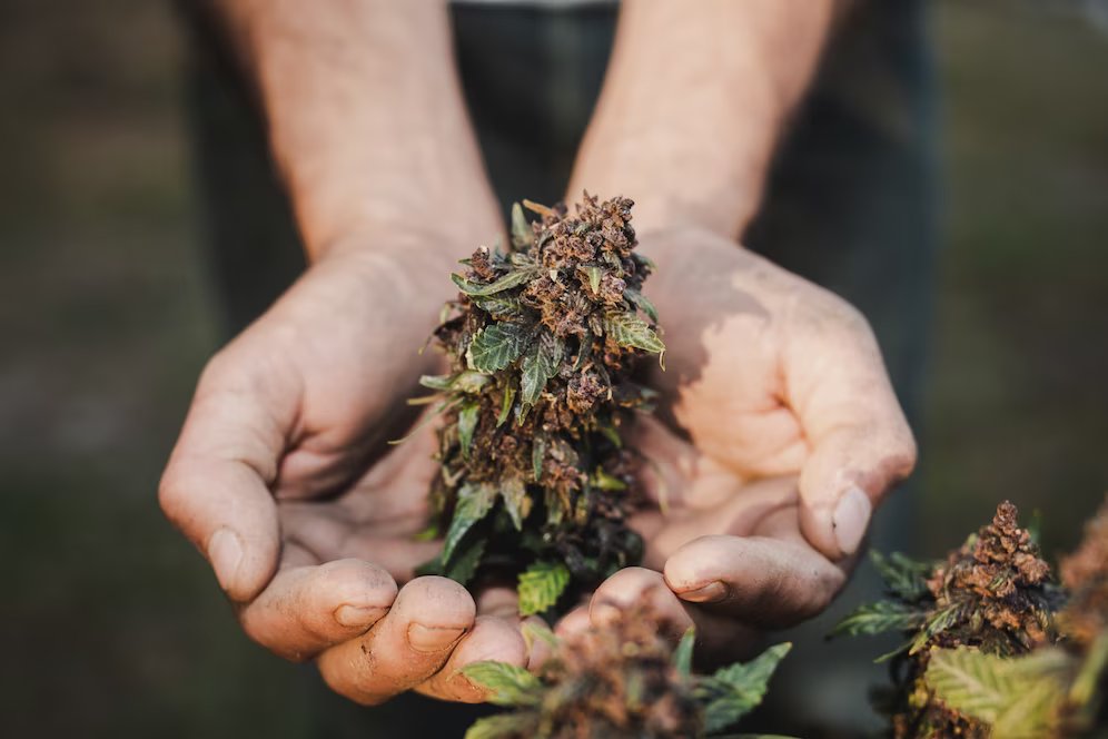 Erba Legale contro Marijuana tradizionale: Cosa bisogna sapere