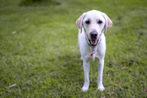 Terapie moderne per l'artrosi nel cane: una speranza per i nostri amici a quattro zampe