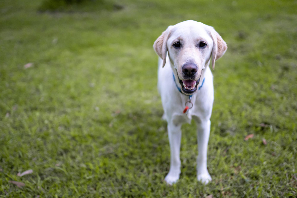 Terapie moderne per l'artrosi nel cane: una speranza per i nostri amici a quattro zampe